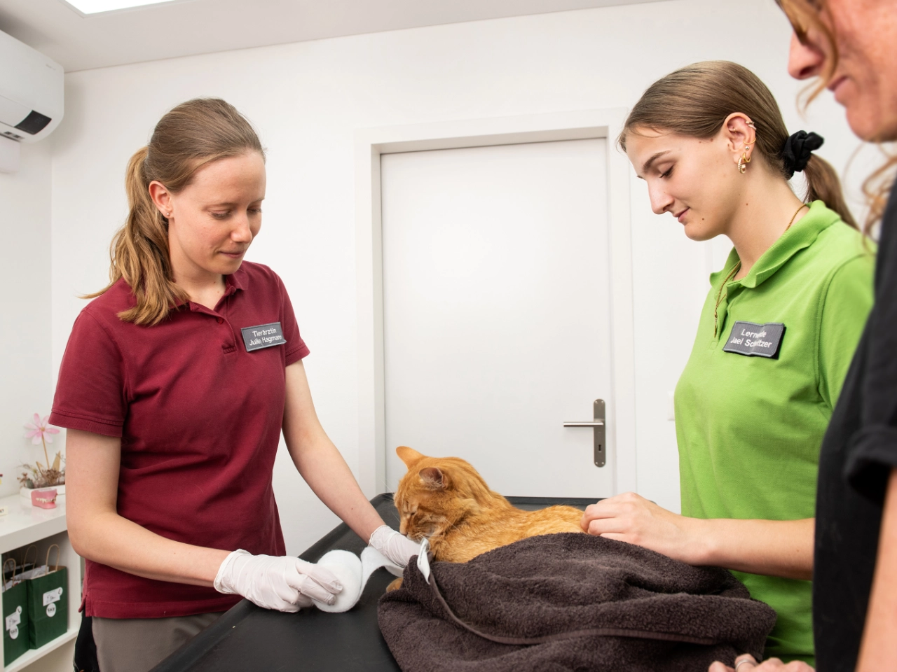 Tierärztin und TPA versorgen eine Katze während einer Behandlung in der Kleintierklinik Lindenhof in Bischofszell.
