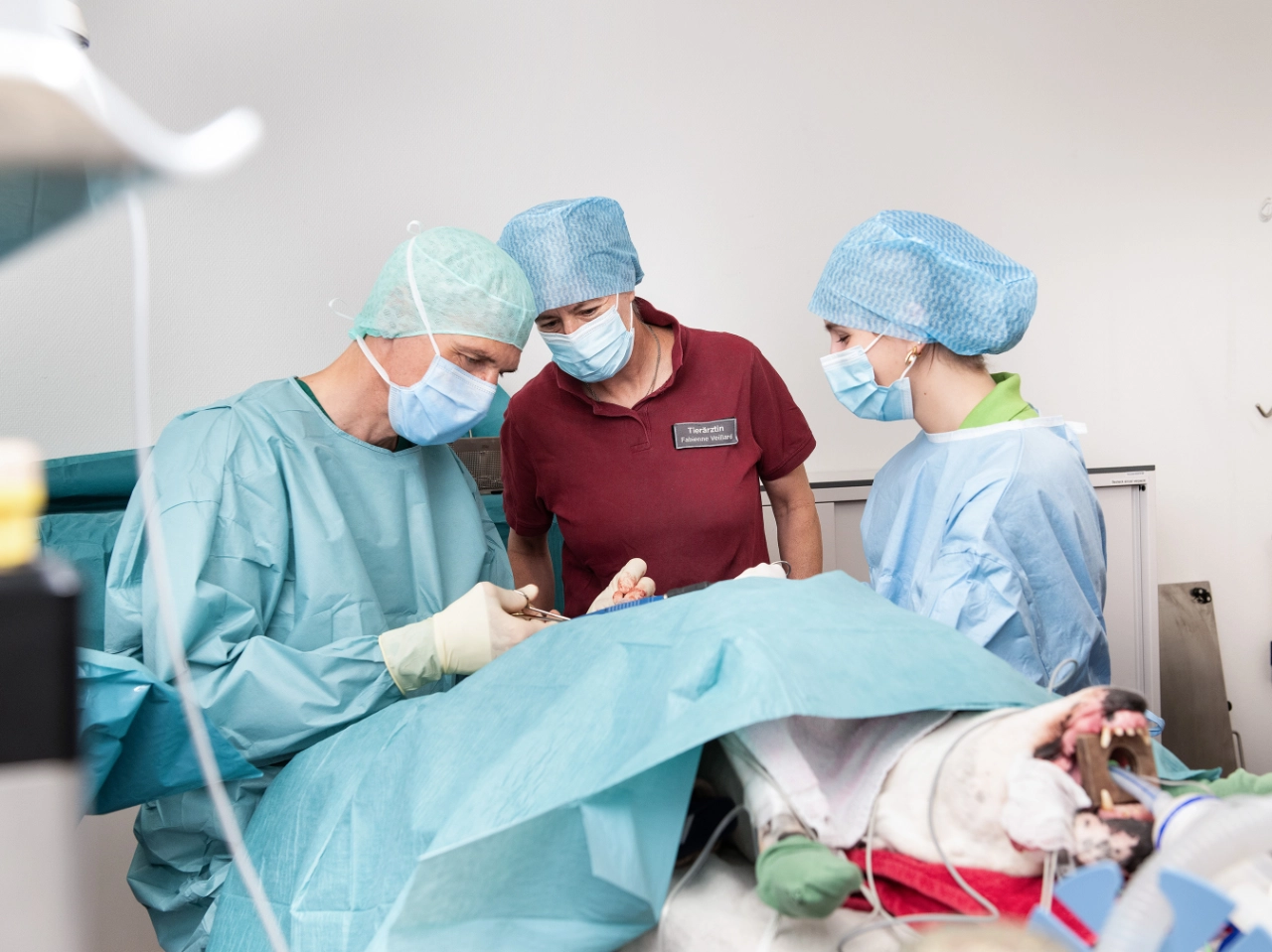 Tierärztliches Operationsteam der Kleintierklinik Lindenhof in Bischofszell während einer chirurgischen Operation an einem Hund unter Vollnarkose.