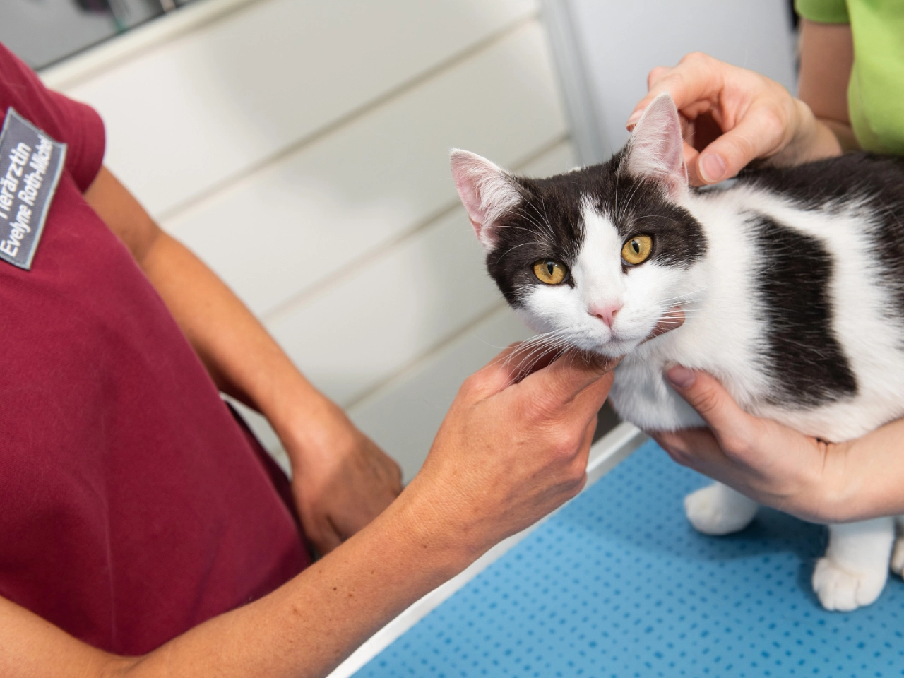 Tierärztin untersucht eine junge Katze während eines Termins in der Kleintierpraxis Lindenhof Romanshorn.