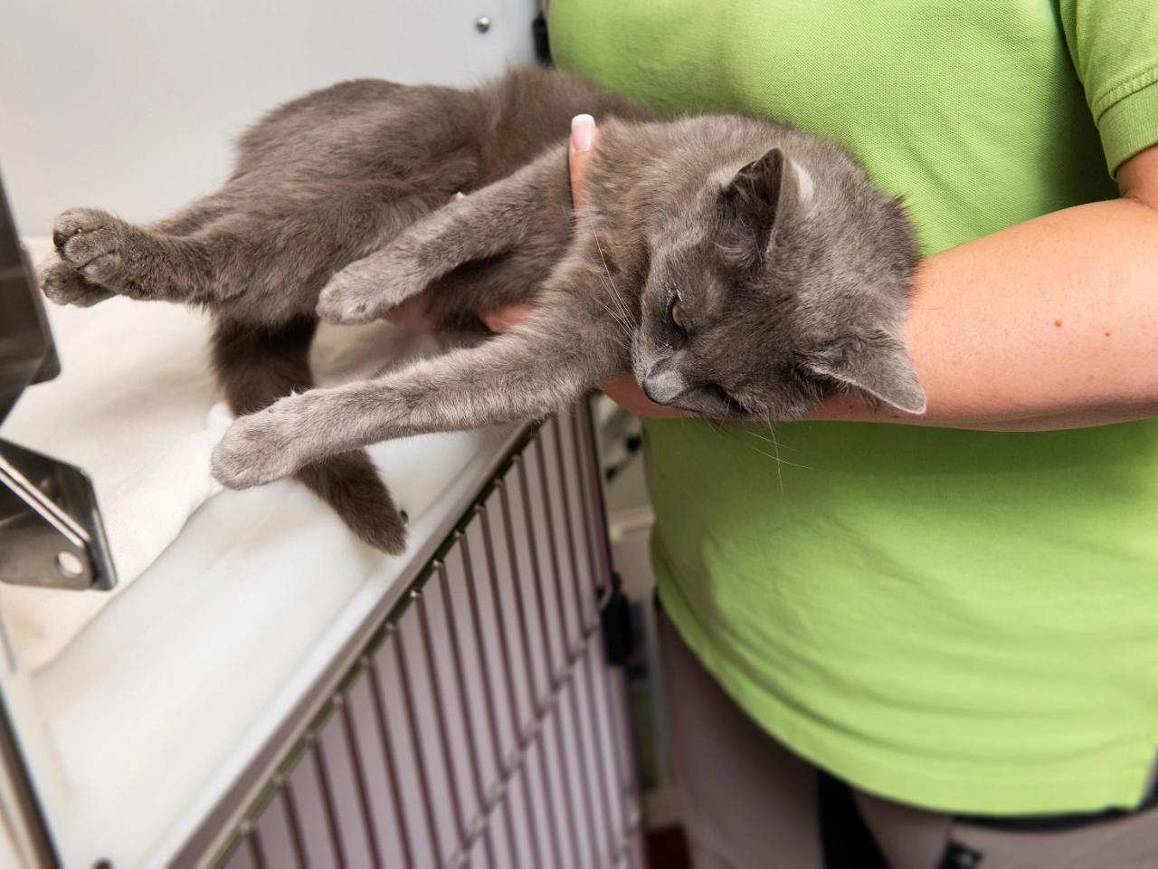 Graue Katze wird behutsam von einer TPA gehalten und untersucht.