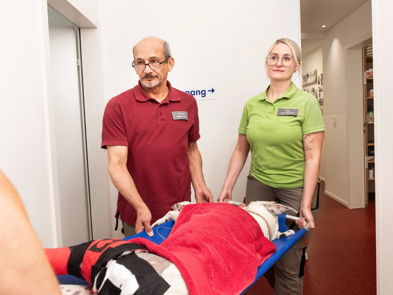 Tierarzt und TPA transportieren einen Hund auf einer Trage innerhalb der Tierklinik.
