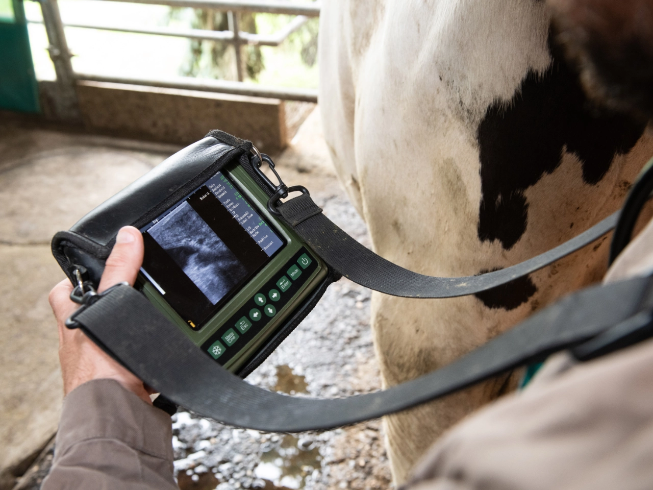 Mobiles Ultraschallgerät zur Diagnostik eines Rindes auf einem landwirtschaftlichen Betrieb.