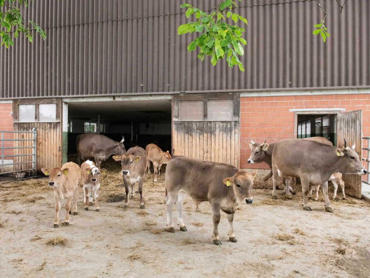 Gesunder Rinderbestand auf einem landwirtschaftlichen Betrieb in der Betreuung der Nutztierklinik Lindenhof.