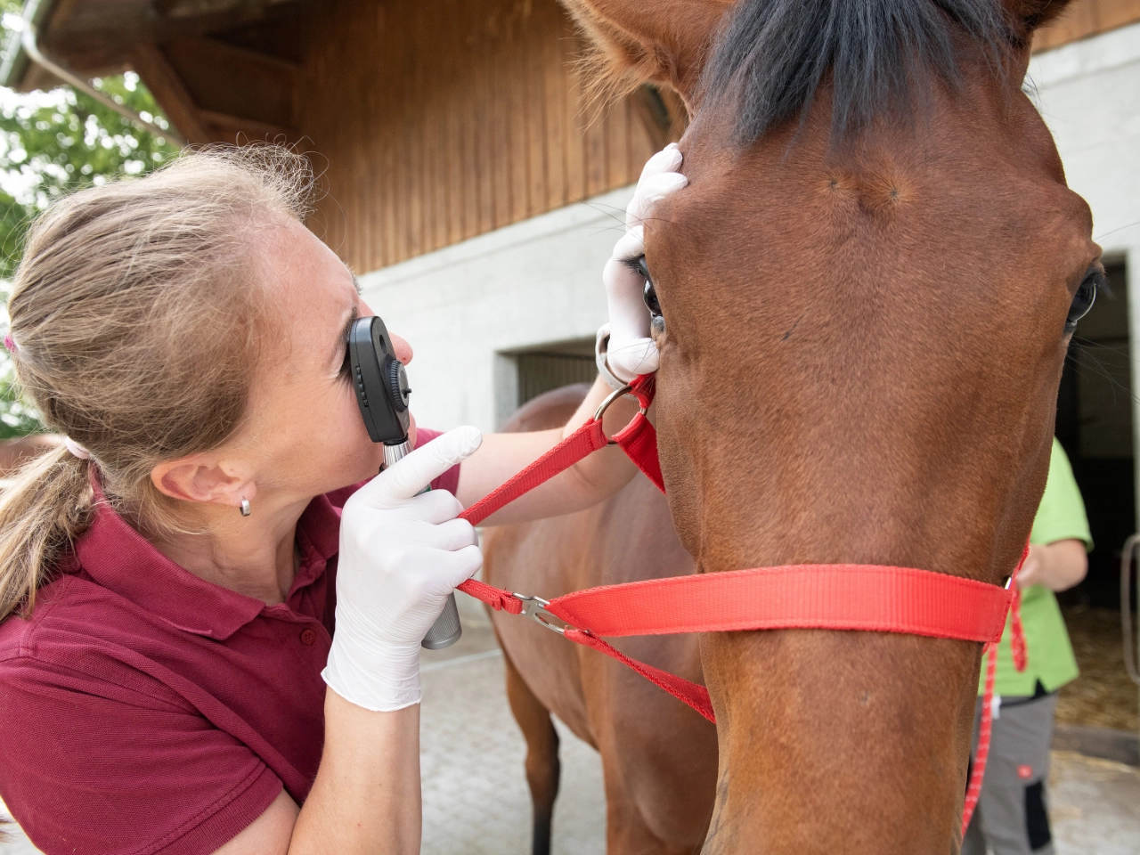 Augenuntersuchung eines Pferdes durch eine Tierärztin der Pferdeklinik Lindenhof.