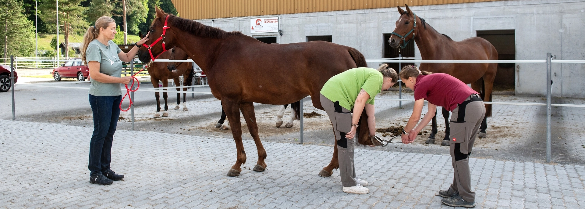 Tierärztliches Team untersucht ein Pferd auf dem Klinikgelände der Pferdeklinik Lindenhof in Bischofszell.