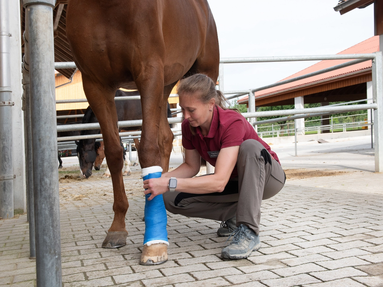 Tierärztin legt einem Pferd einen professionellen Verband am Vorderbein an.