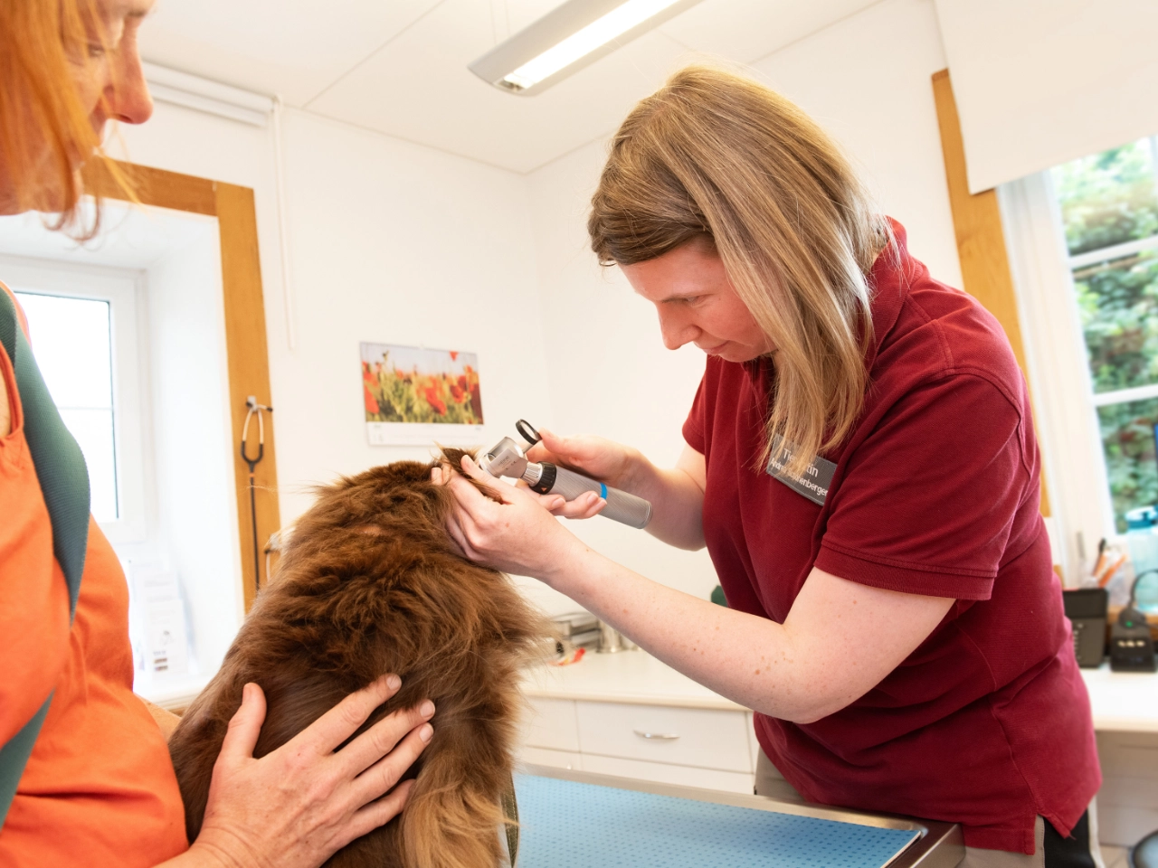 Tierärztin untersucht das Ohr eines Hundes in der Kleintierpraxis Lindenhof St. Gallen an der Goethestrasse 58.